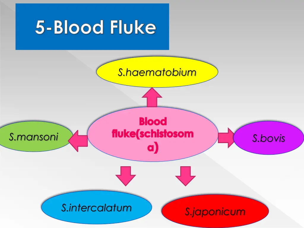 5 blood fluke