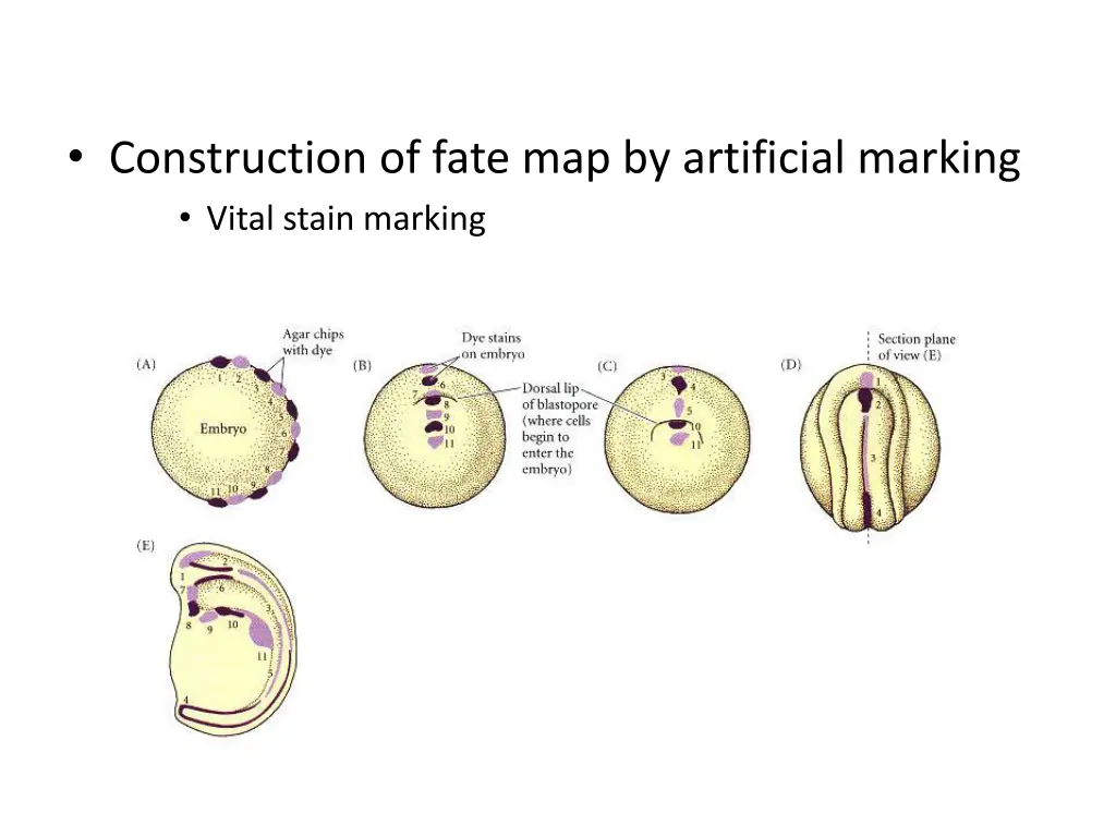 construction of fate map by artificial marking
