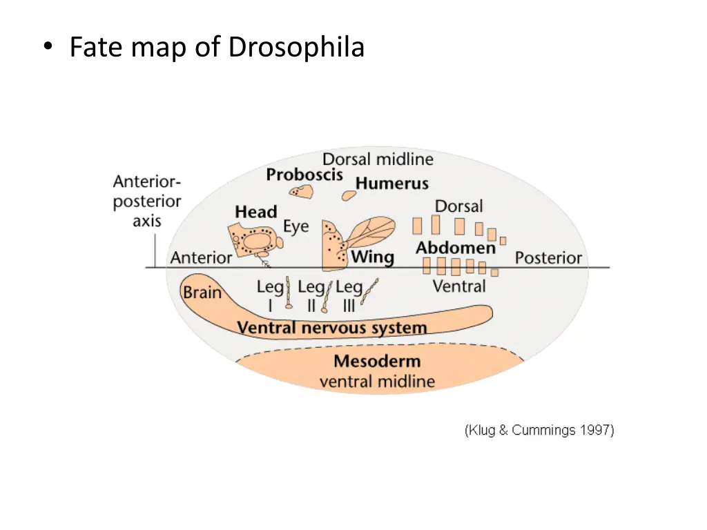 fate map of drosophila