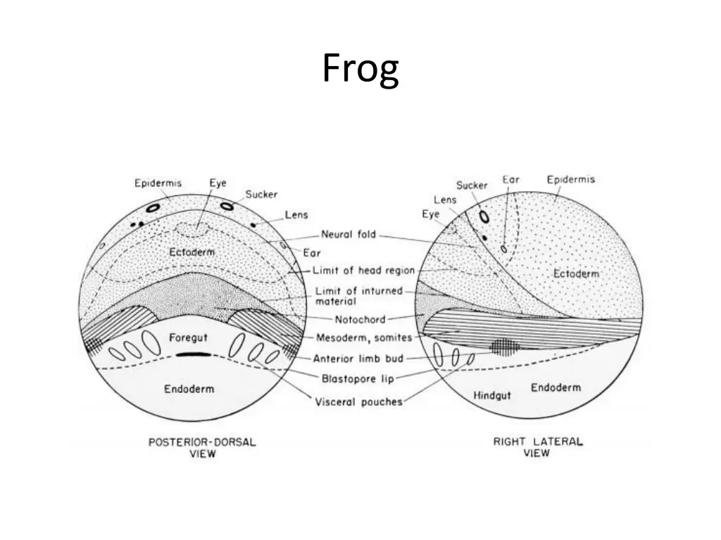 slide11