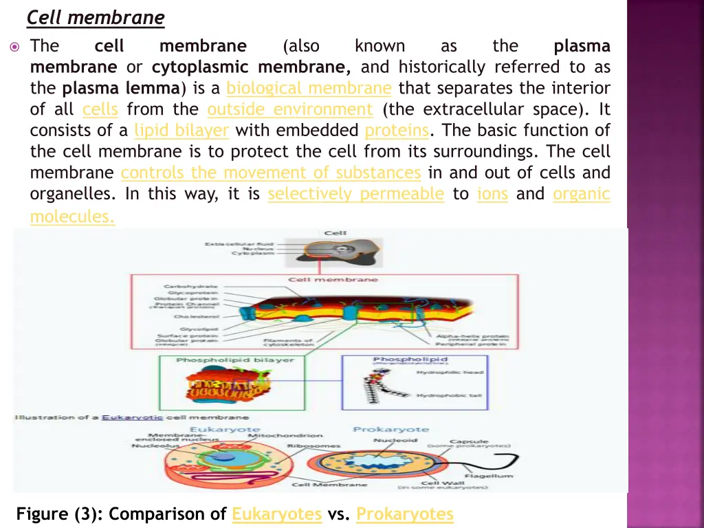 cell membrane cell membrane or cytoplasmic