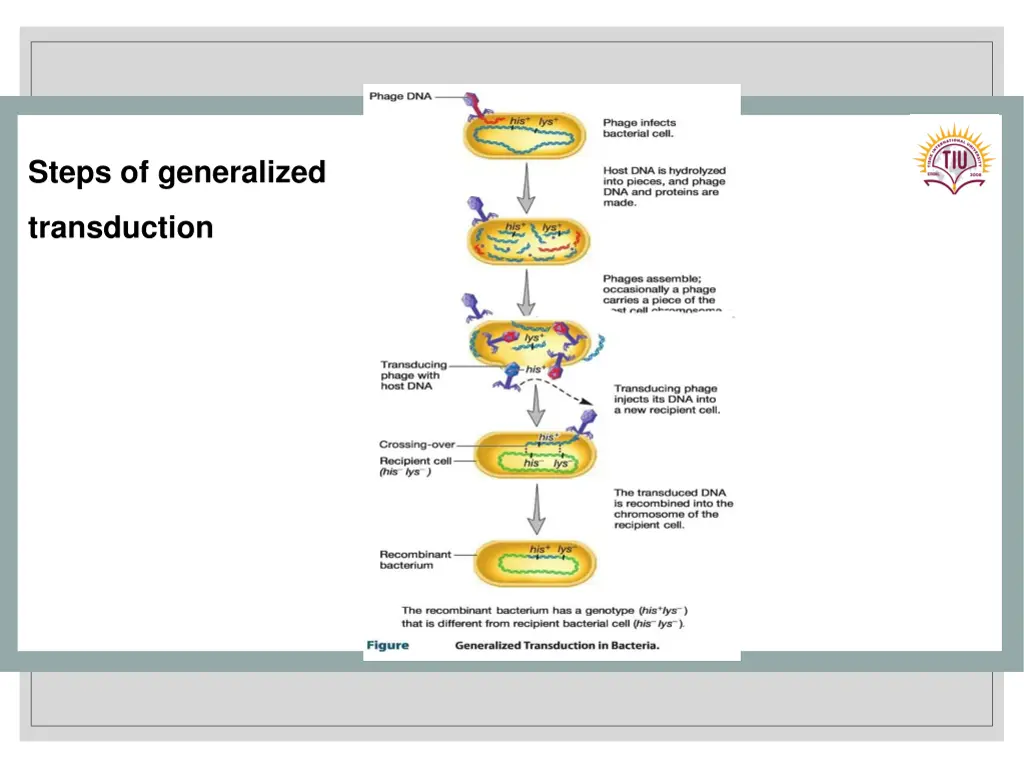 steps of generalized