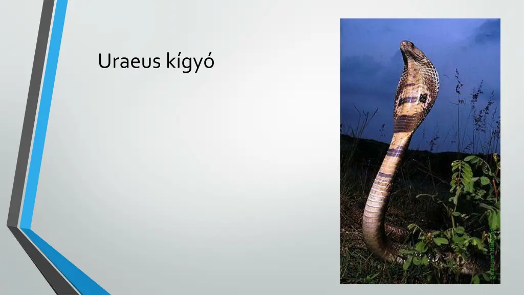 uraeus k gy
