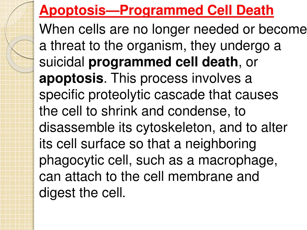 apoptosis programmed cell death when cells