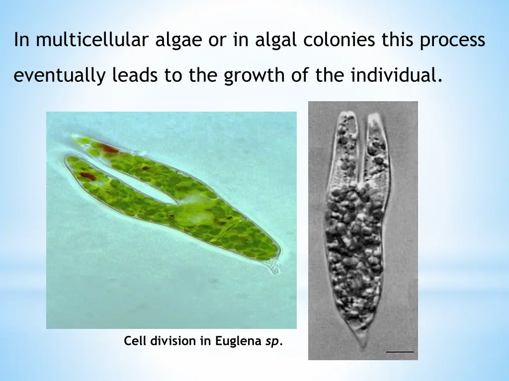 in multicellular algae or in algal colonies this