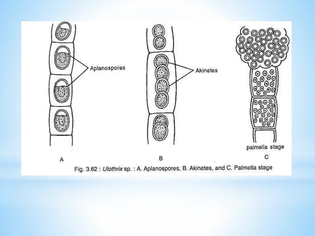 slide17