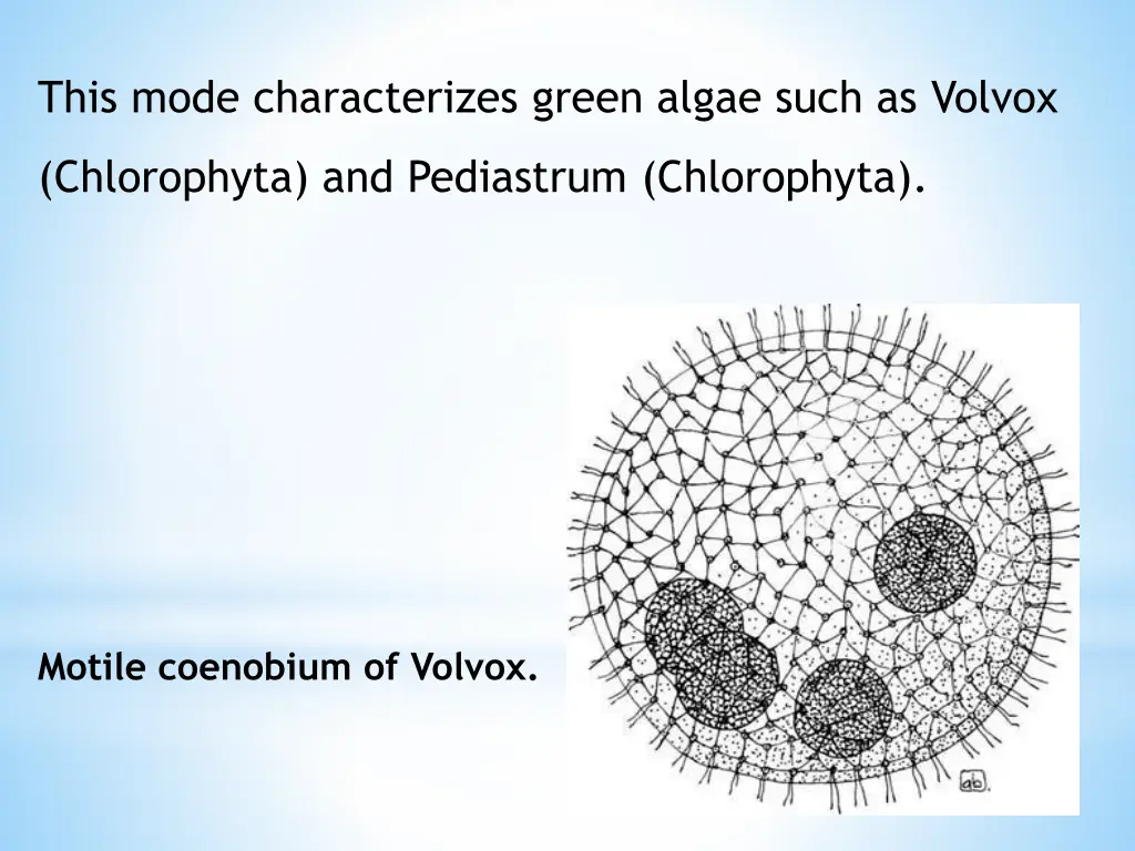 this mode characterizes green algae such as volvox