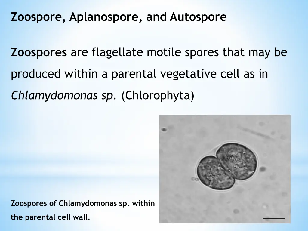 zoospore aplanospore and autospore