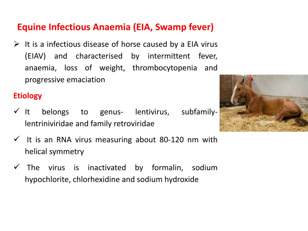 equine infectious anaemia eia swamp fever