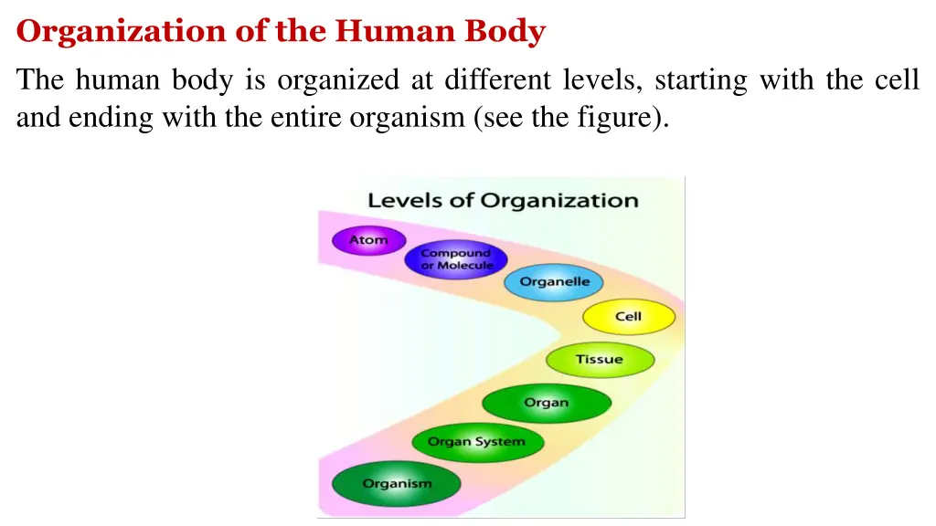 organization of the human body the human body