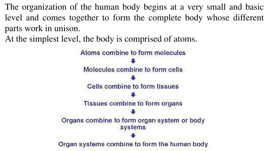 the organization of the human body begins