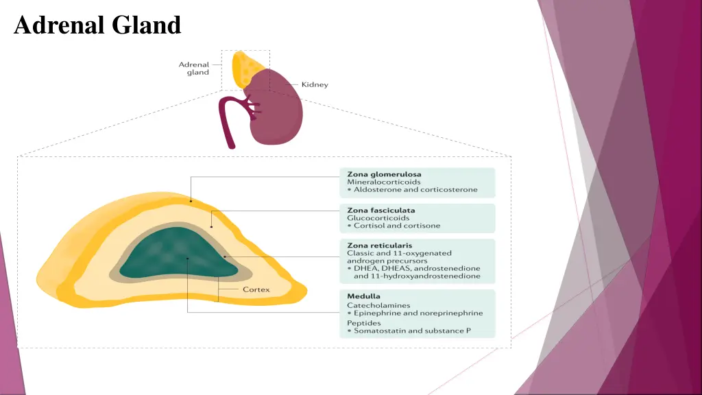 adrenal gland 1