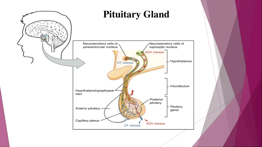 pituitary gland 1