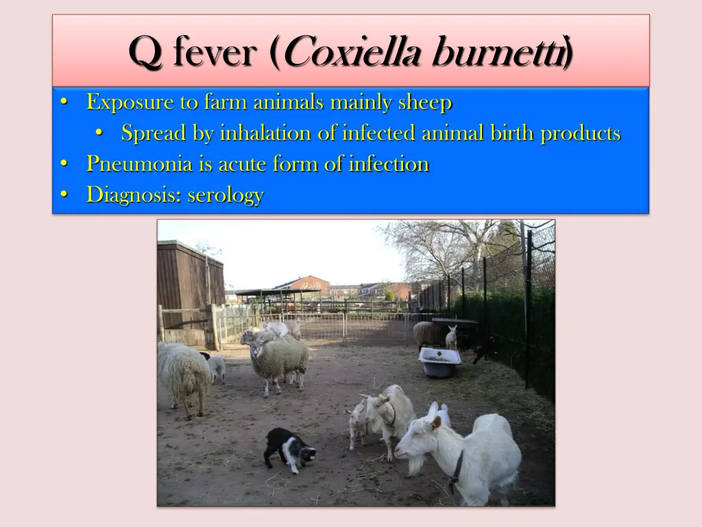 q fever coxiella burnetti