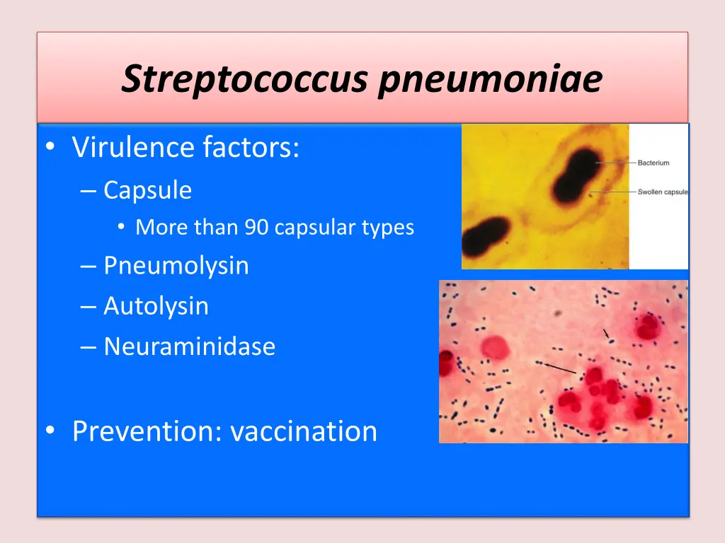 streptococcus pneumoniae 1
