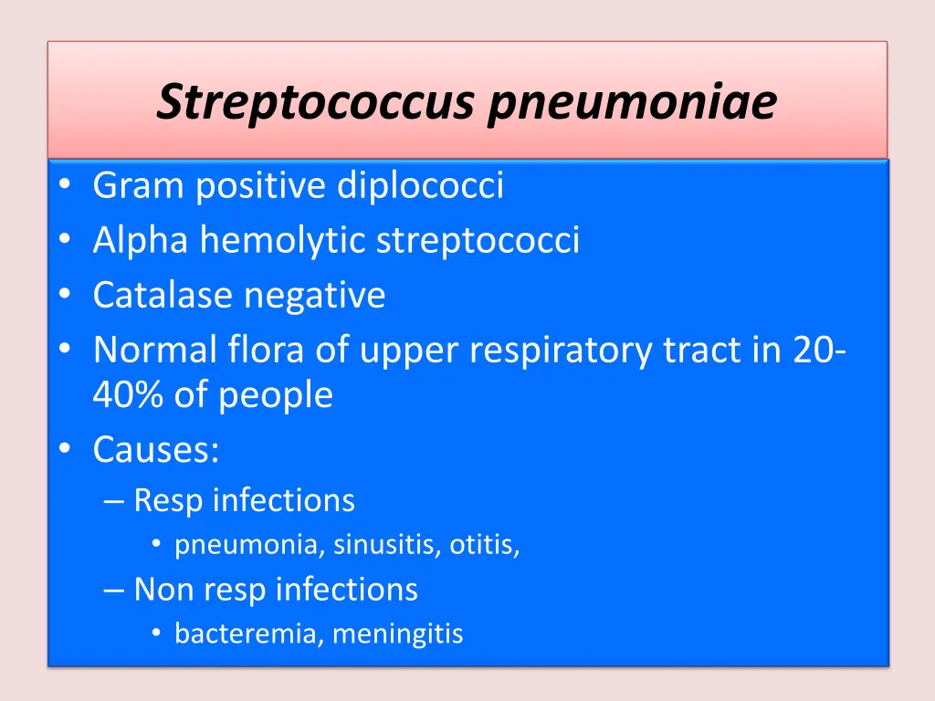 streptococcus pneumoniae