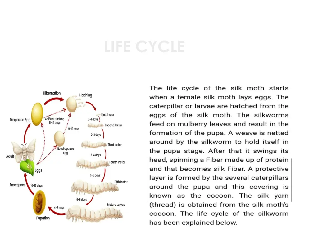 life cycle