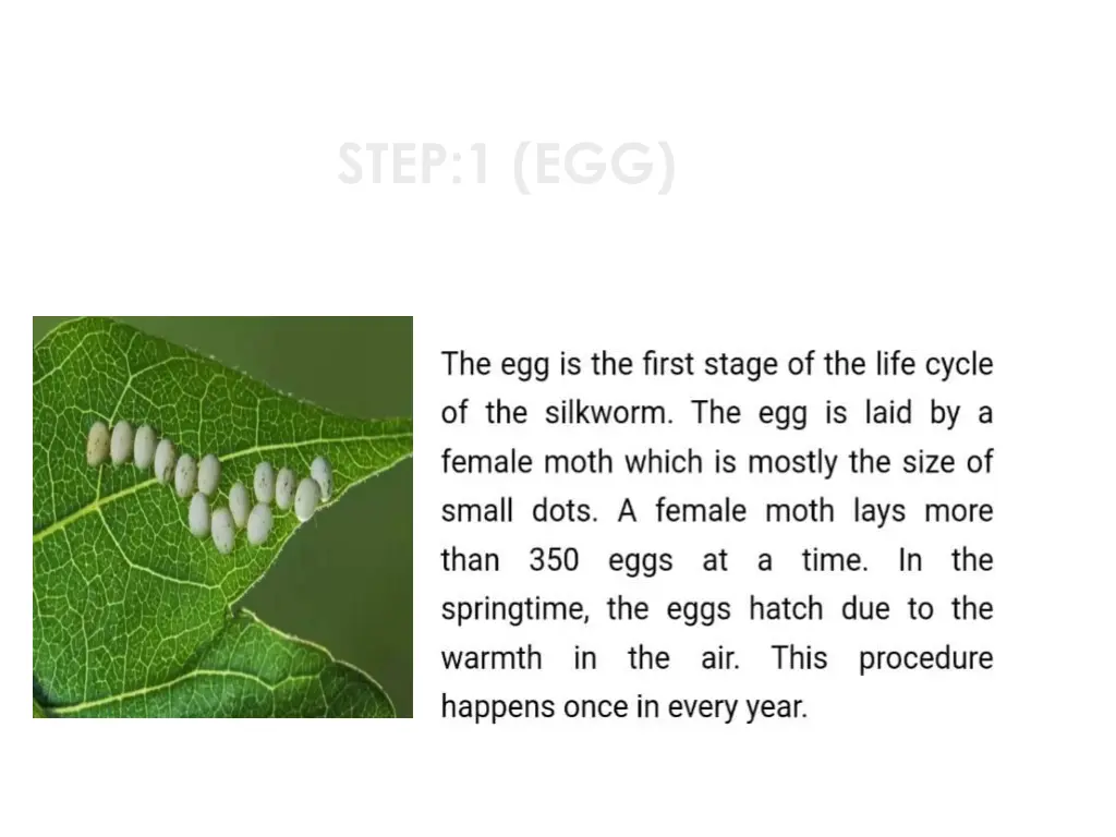step 1 egg