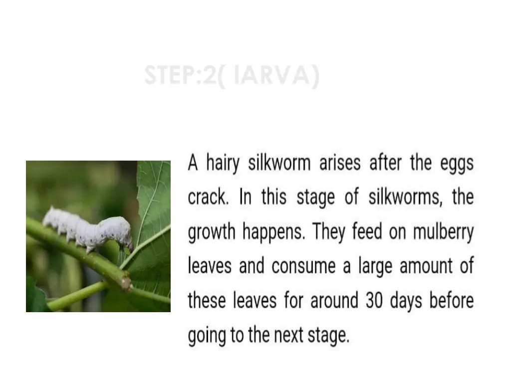 step 2 larva