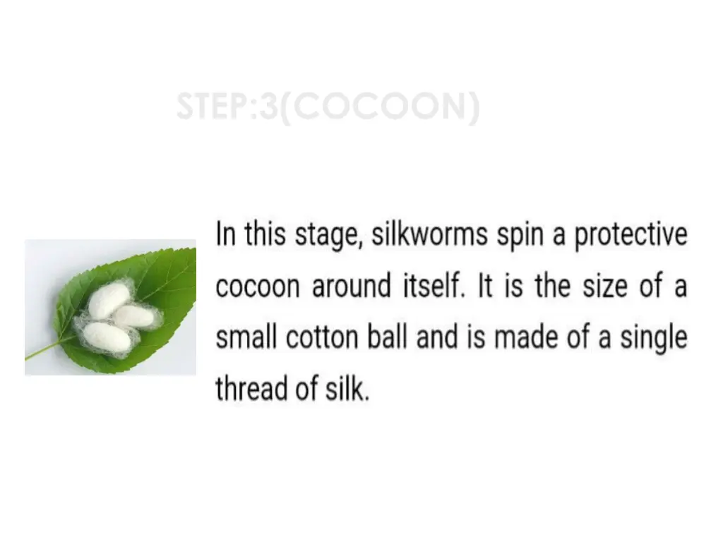 step 3 cocoon