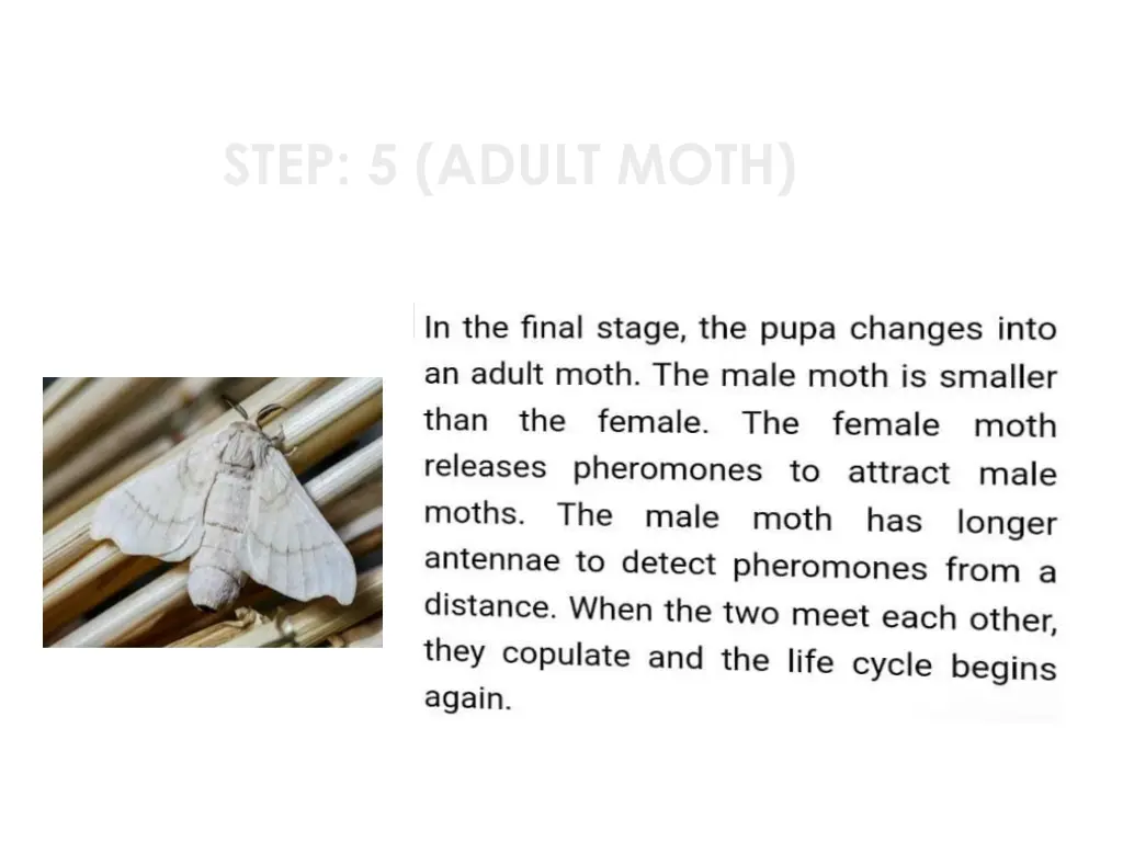 step 5 adult moth