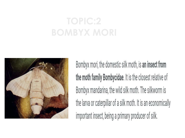 topic 2 bombyx mori