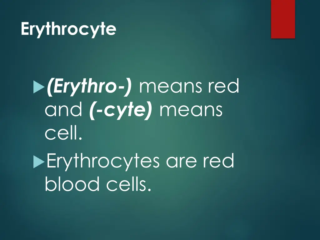 erythrocyte