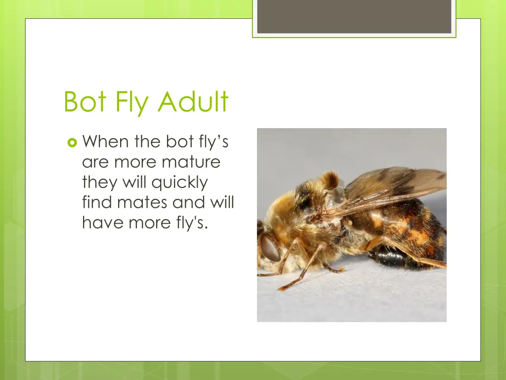bot fly adult