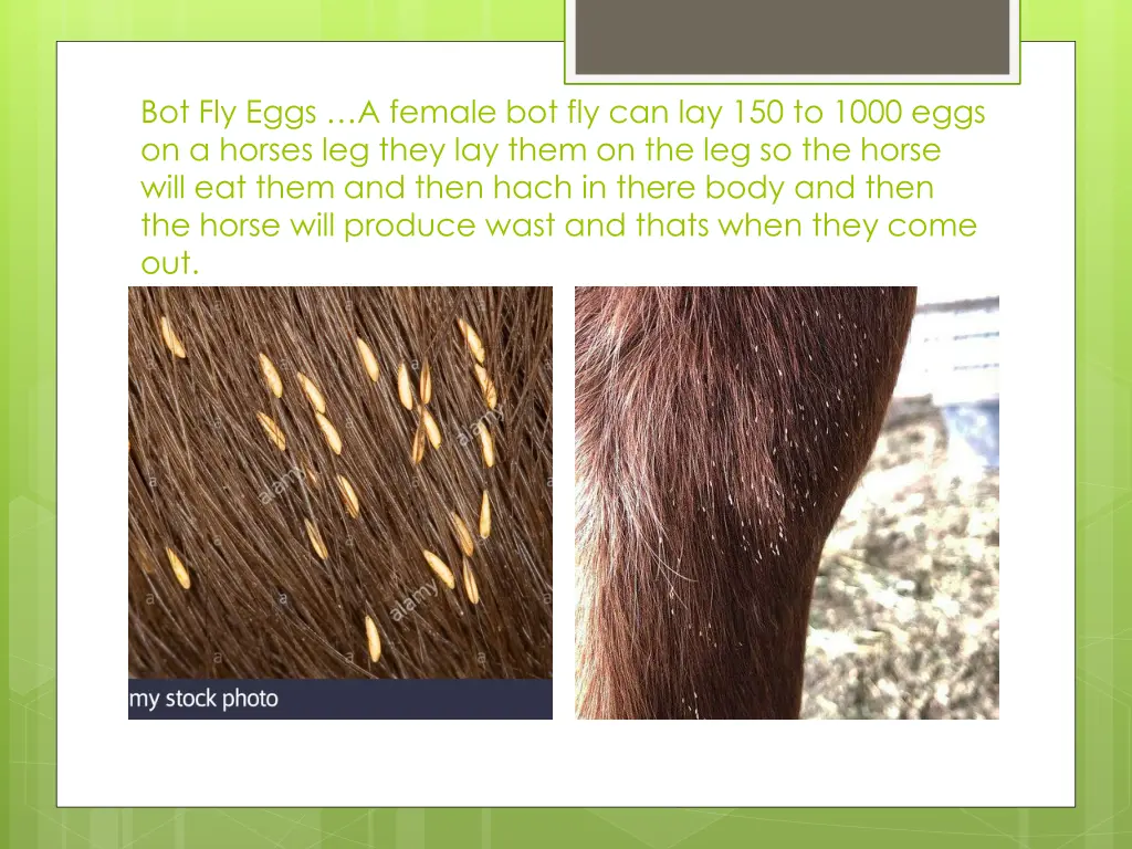 bot fly eggs a female bot fly can lay 150 to 1000