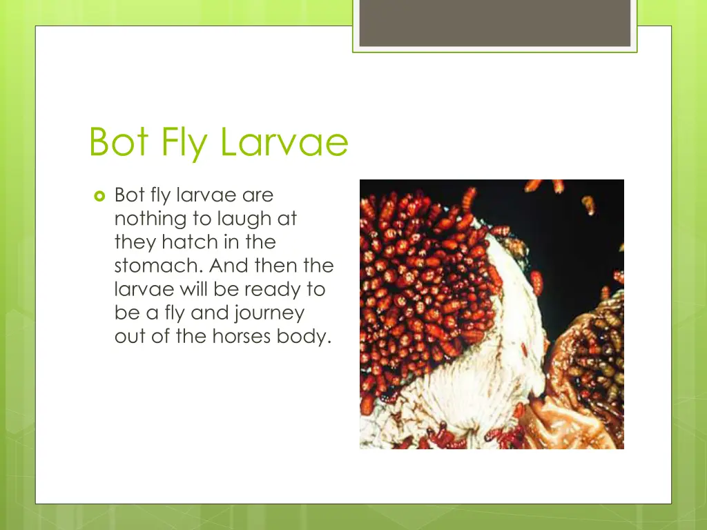 bot fly larvae