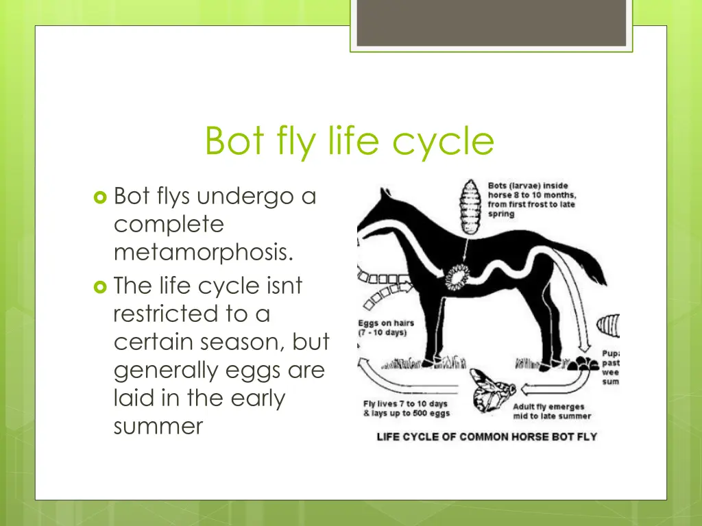 bot fly life cycle