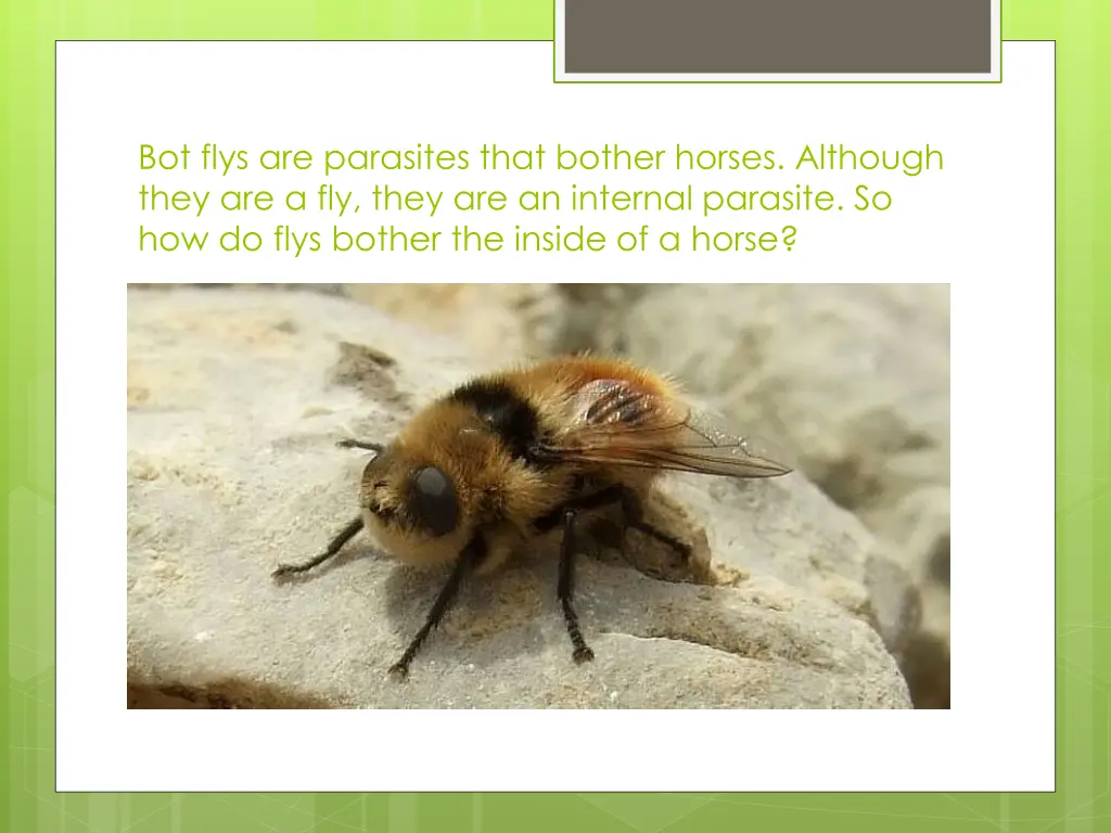 bot flys are parasites that bother horses