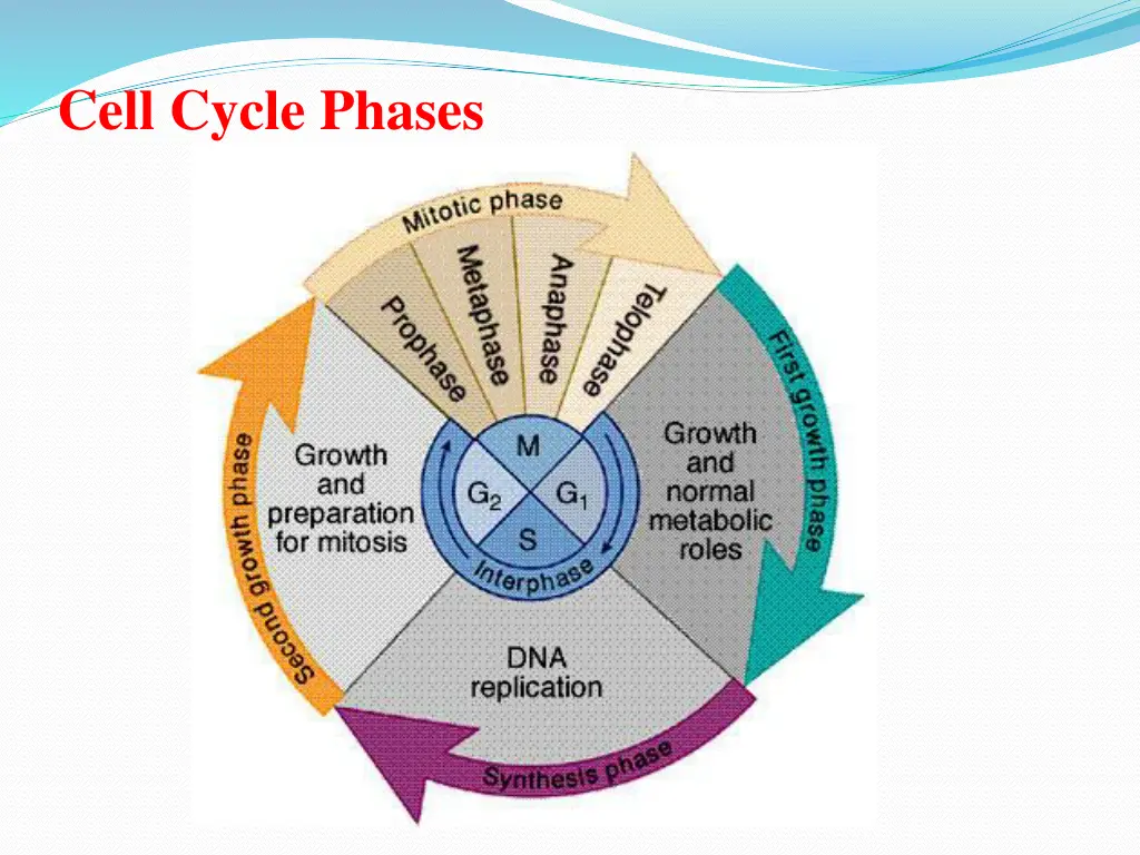 cell cycle phases