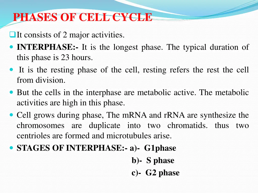 phases of cell cycle