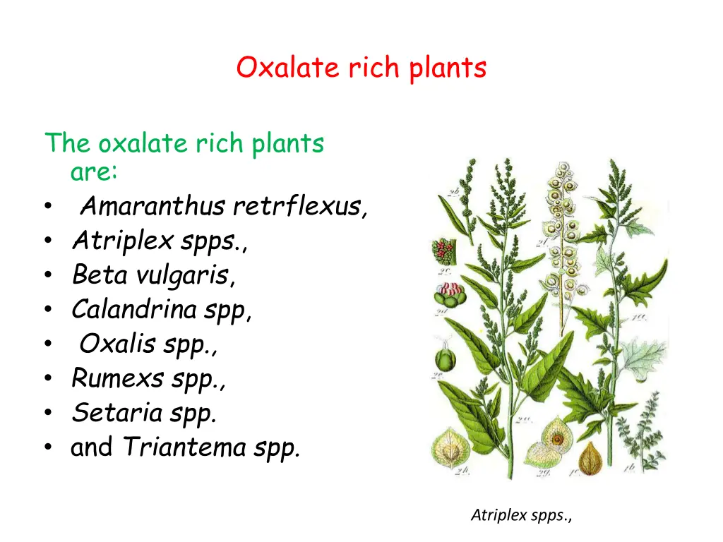 oxalate rich plants