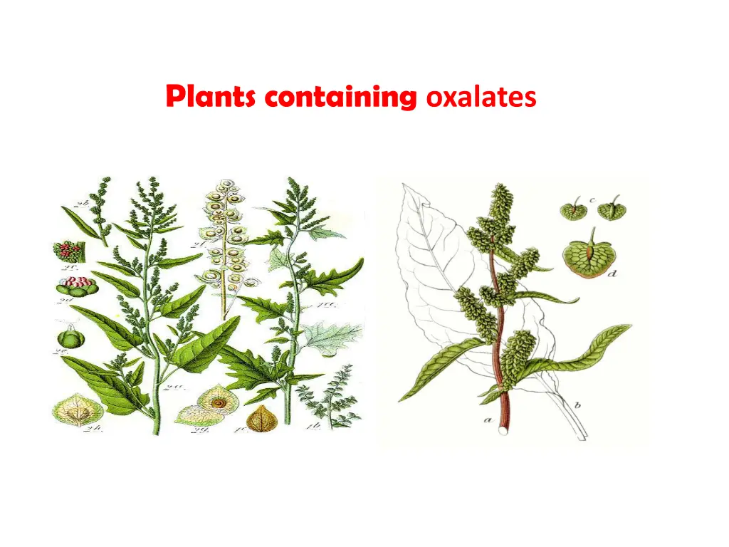 plants containing oxalates