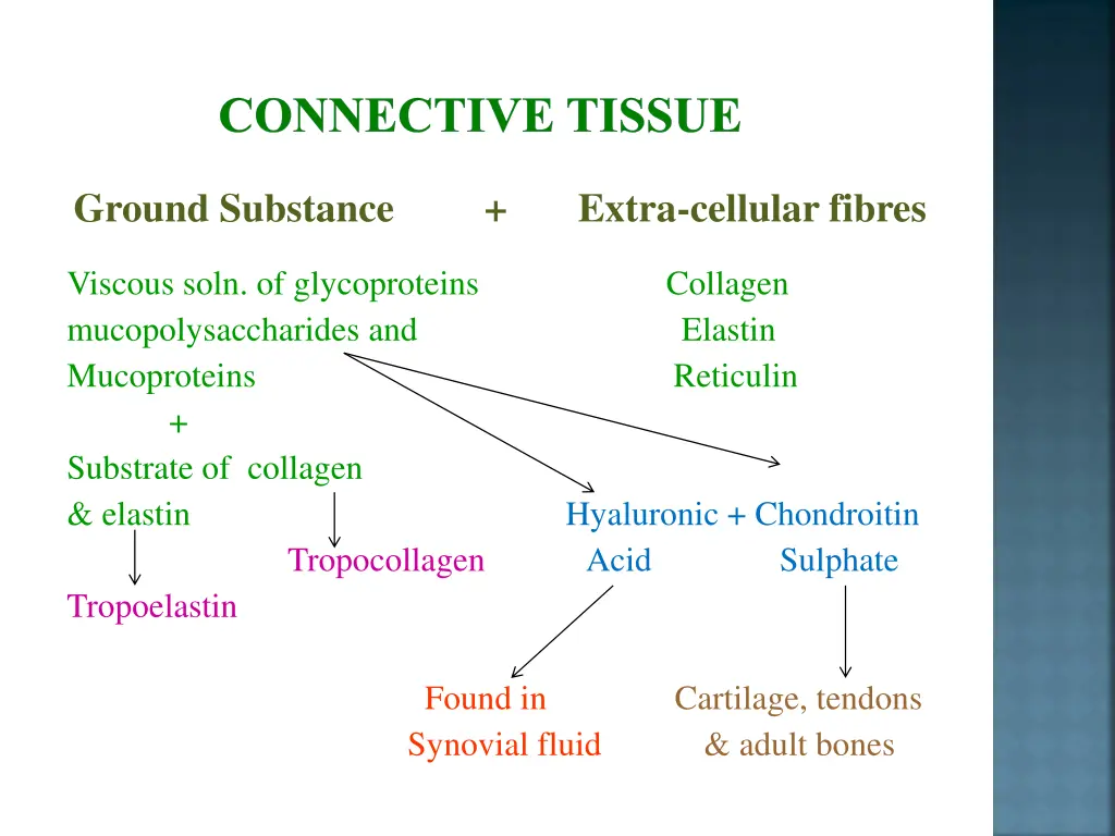 connective tissue