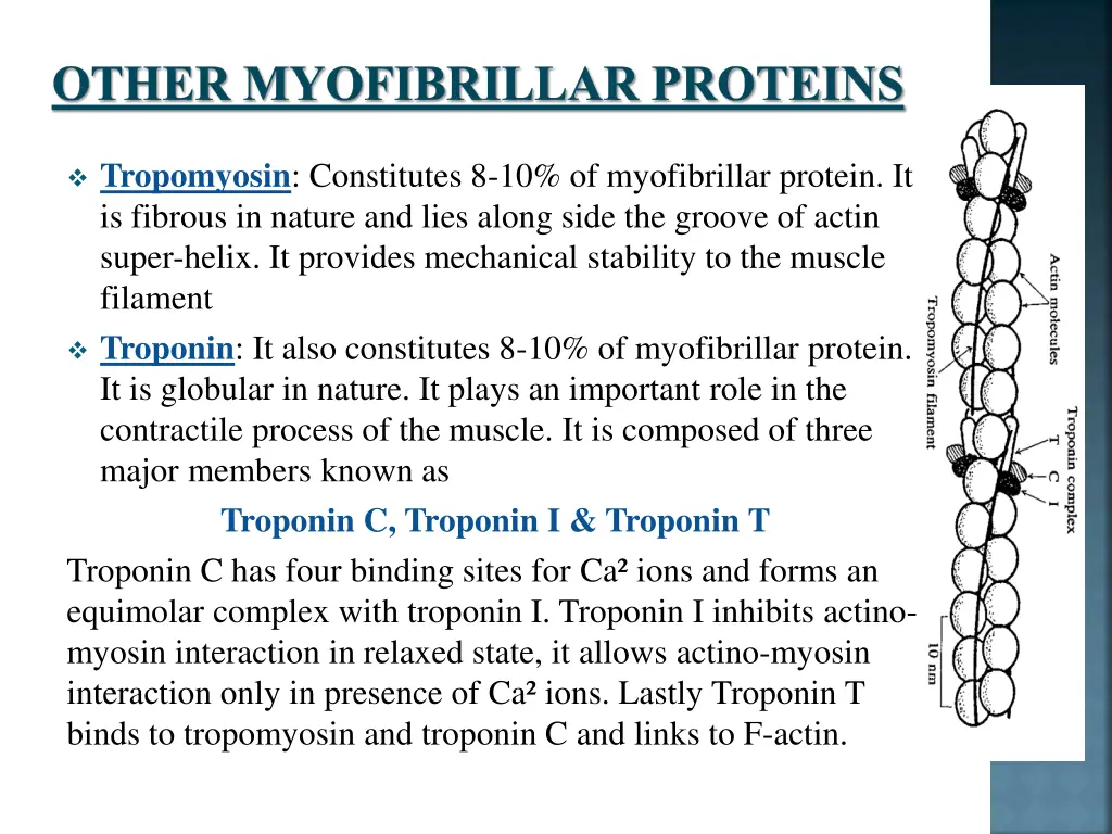 other myofibrillar proteins