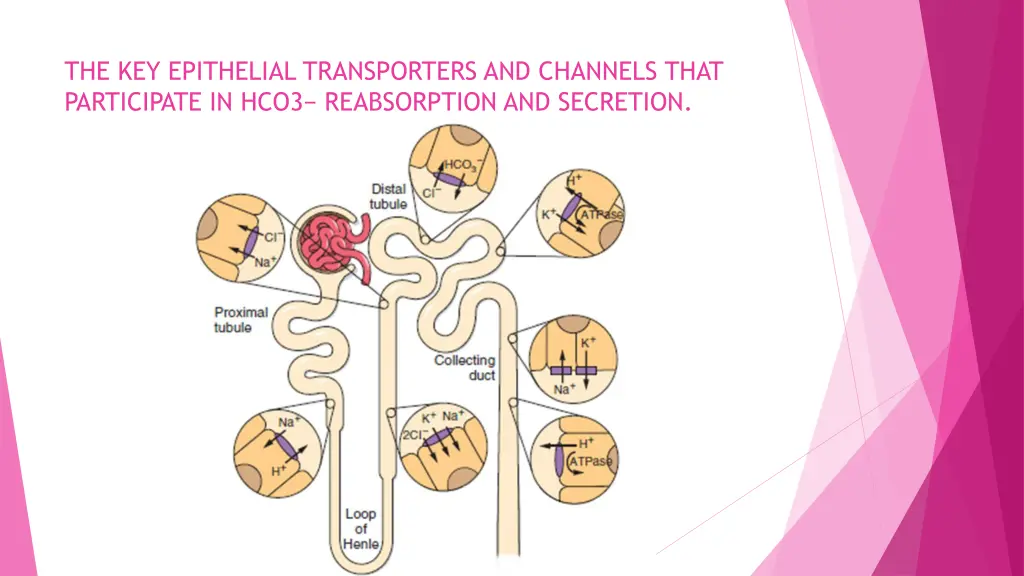 the key epithelial transporters and channels that