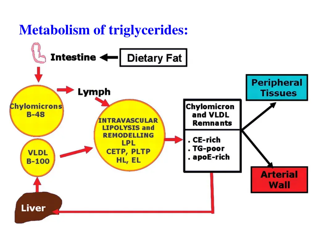 metabolism of triglycerides