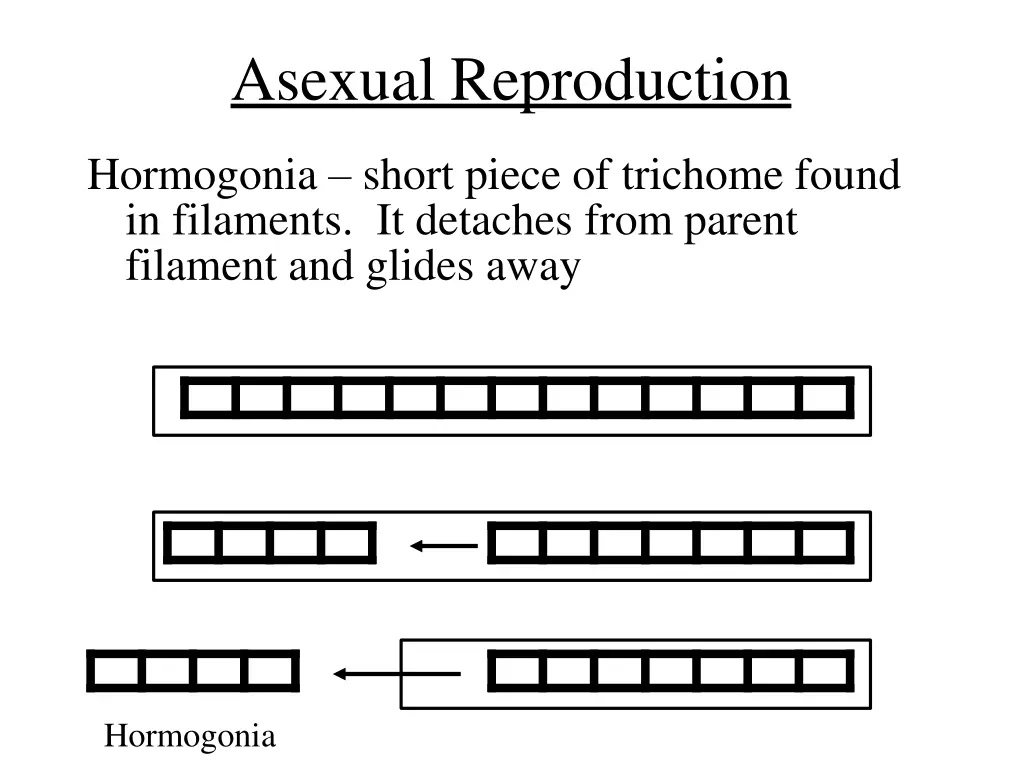 asexual reproduction 1