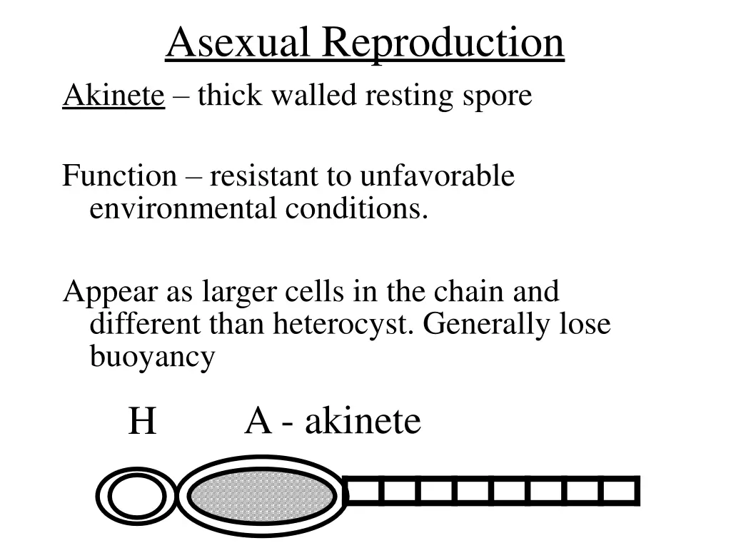 asexual reproduction akinete thick walled resting 1