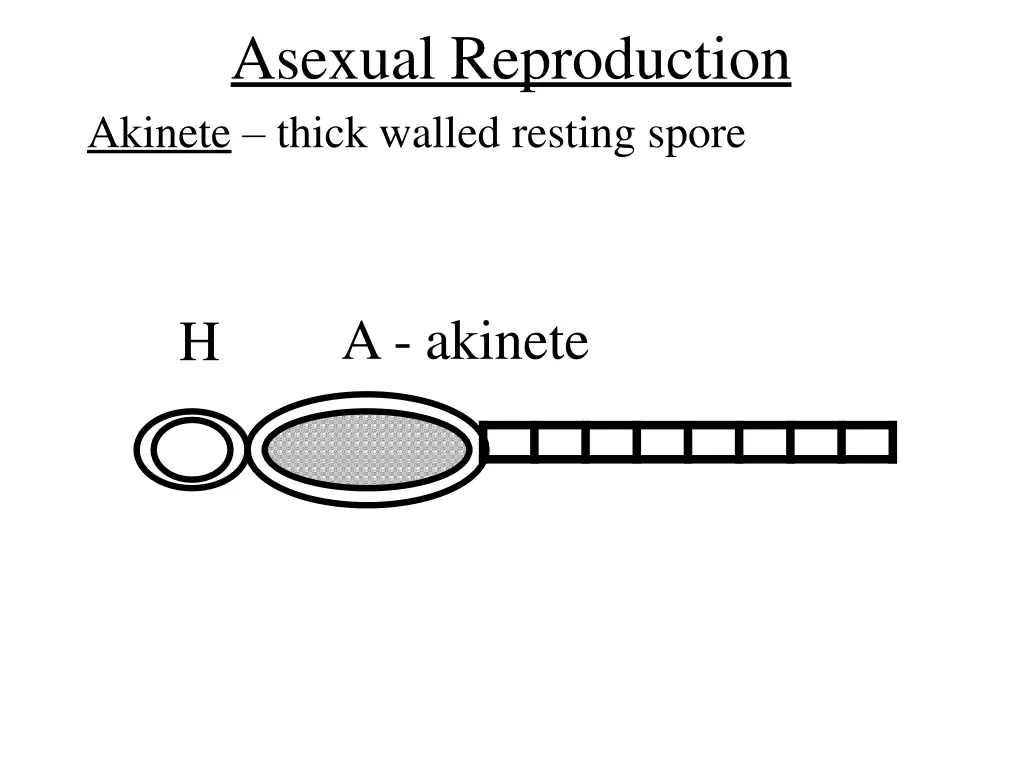 asexual reproduction akinete thick walled resting