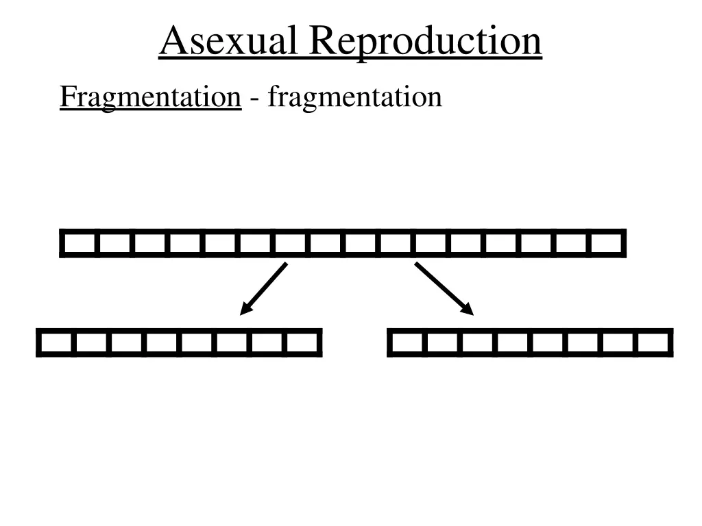 asexual reproduction fragmentation fragmentation