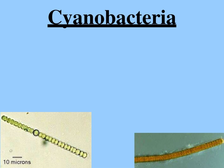 cyanobacteria