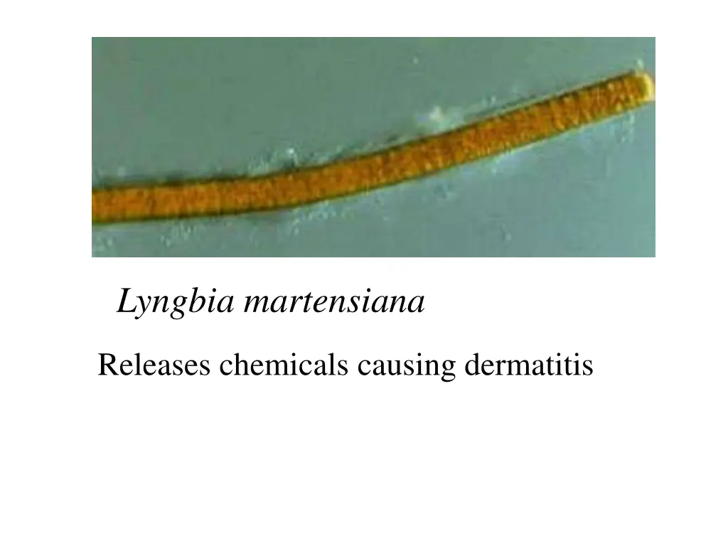 lyngbia martensiana