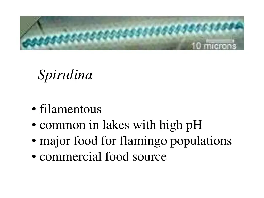 spirulina
