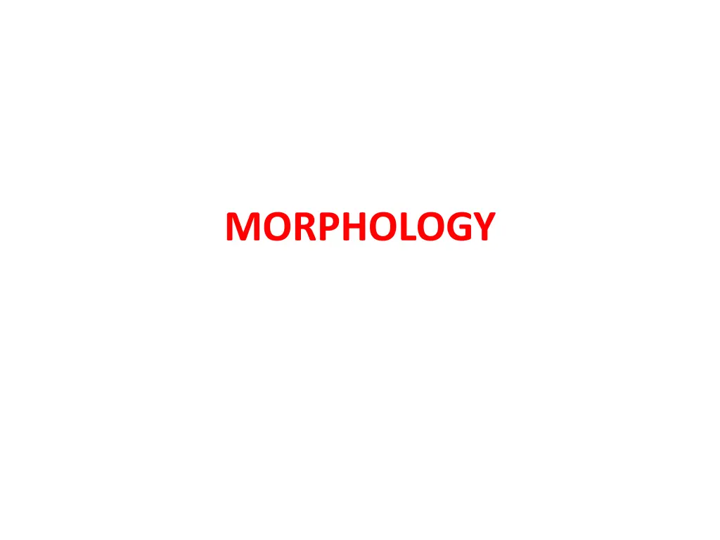 morphology 1