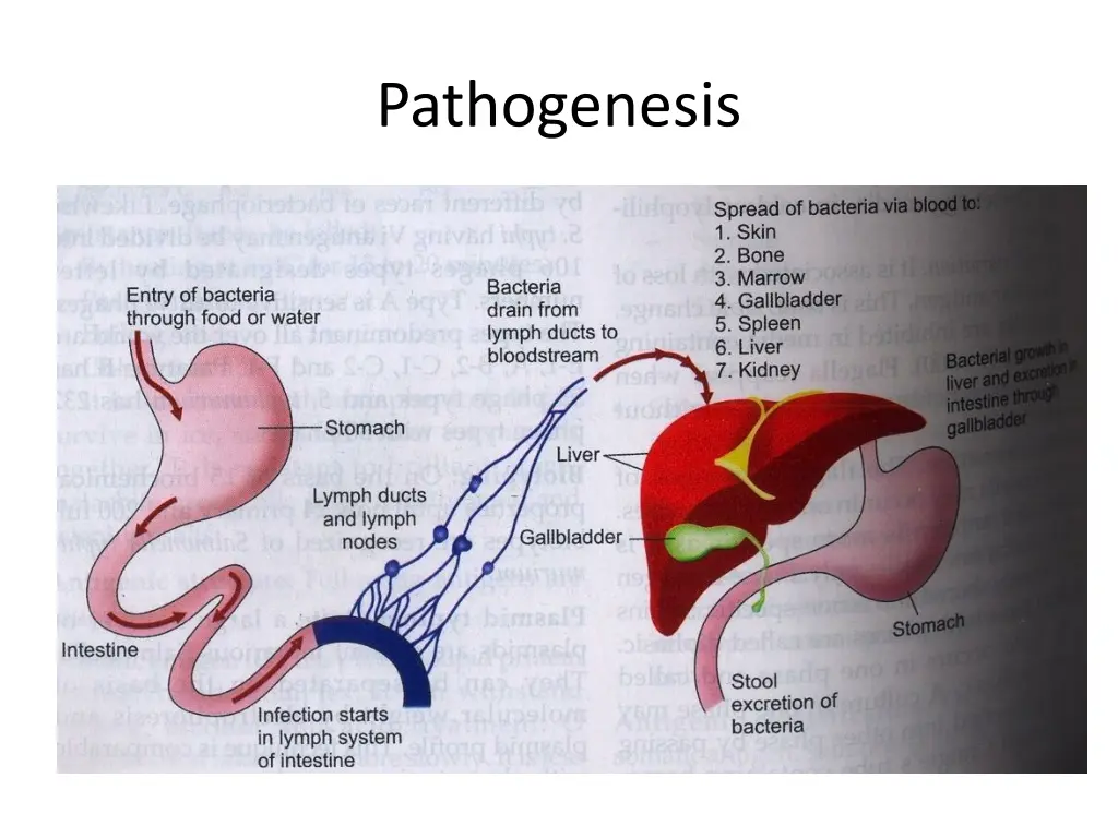 pathogenesis 1