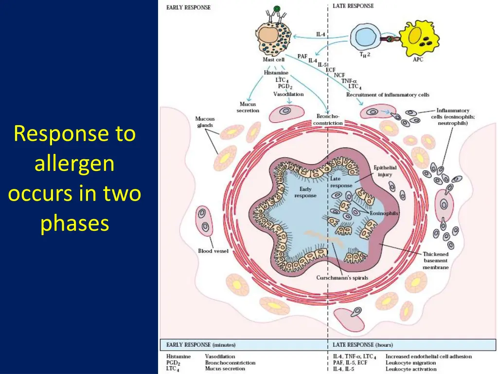 response to allergen occurs in two phases